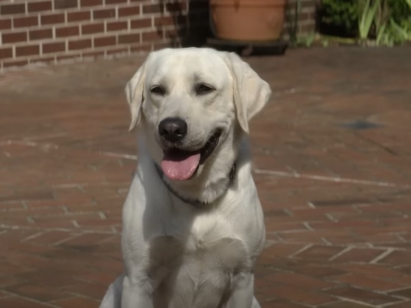 Dog Gone Movie Poster